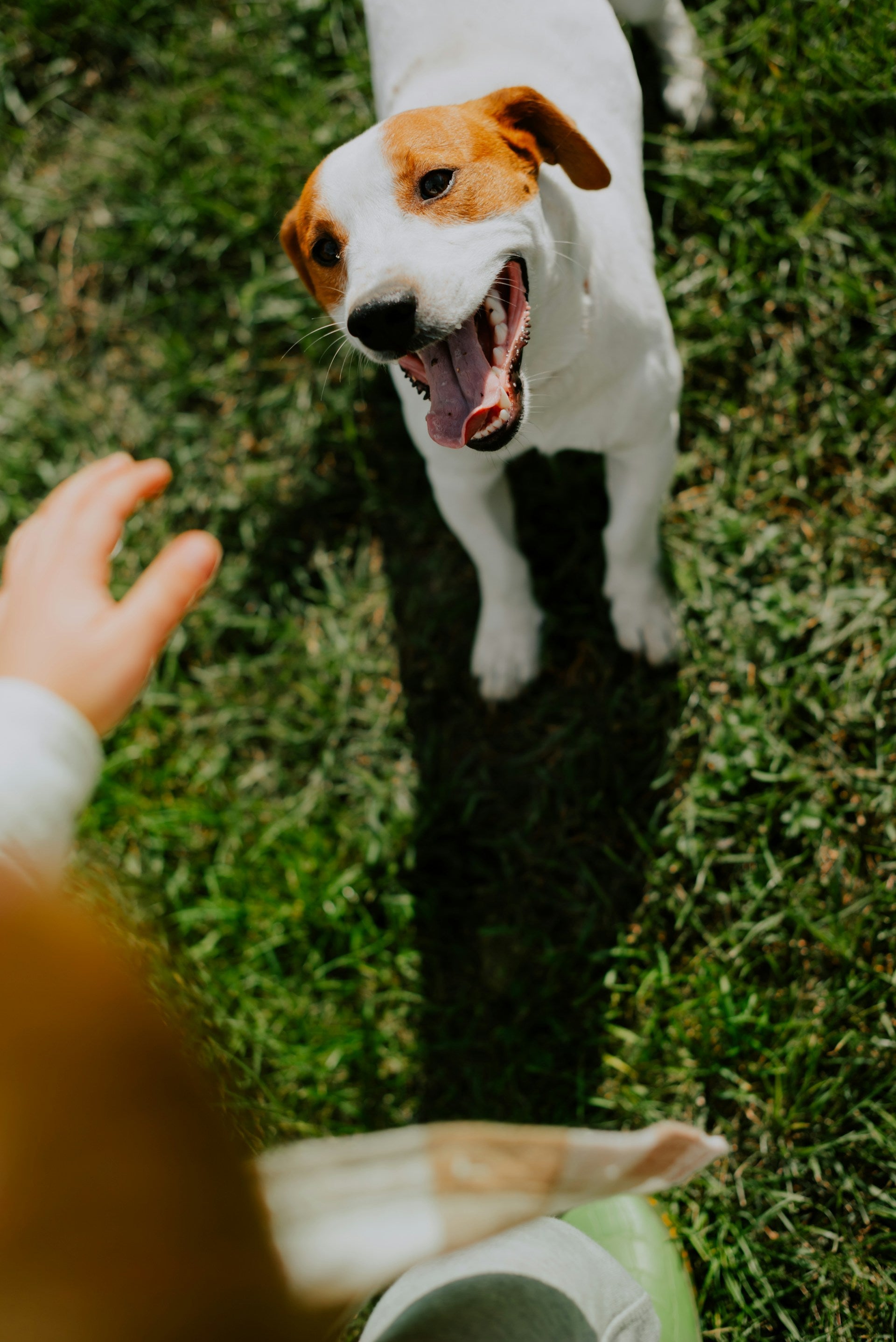 dogs looking for treat
