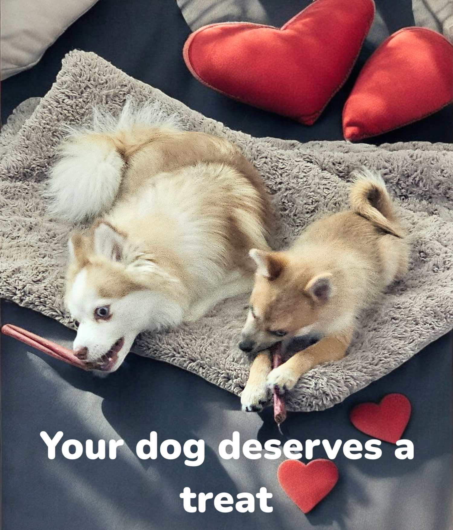 Best Dog Chews for Aggressive Chewers: What Really Works?