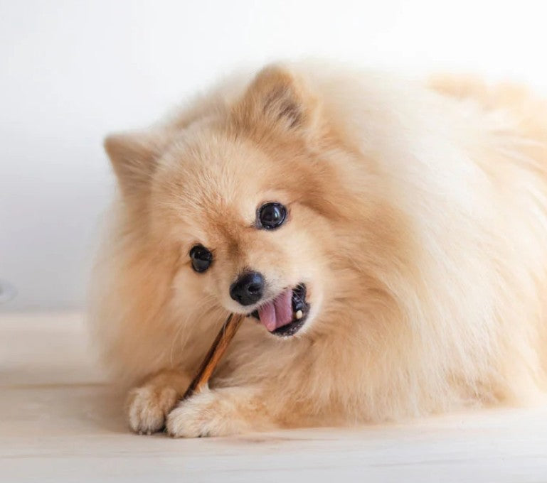 The Importance of Dental Health: How Hard Chew Treats Can Help Your Dog