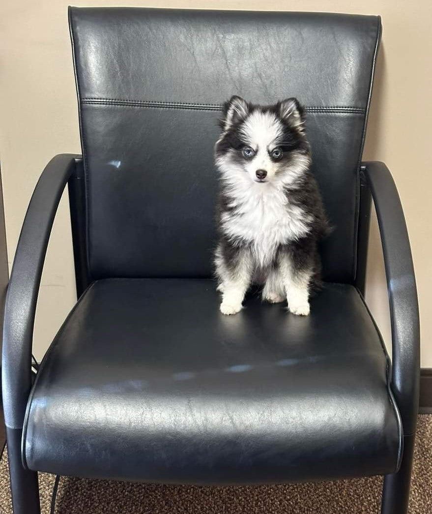 Crate Training 101: How to Make It a Positive Experience for Your Dog