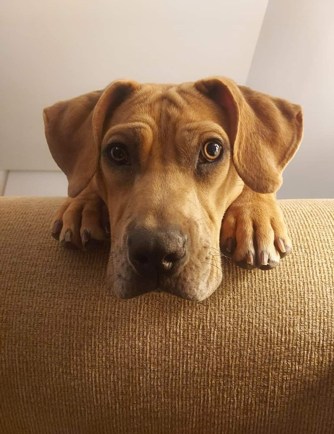 Teething Puppies: What to Expect and How to Help