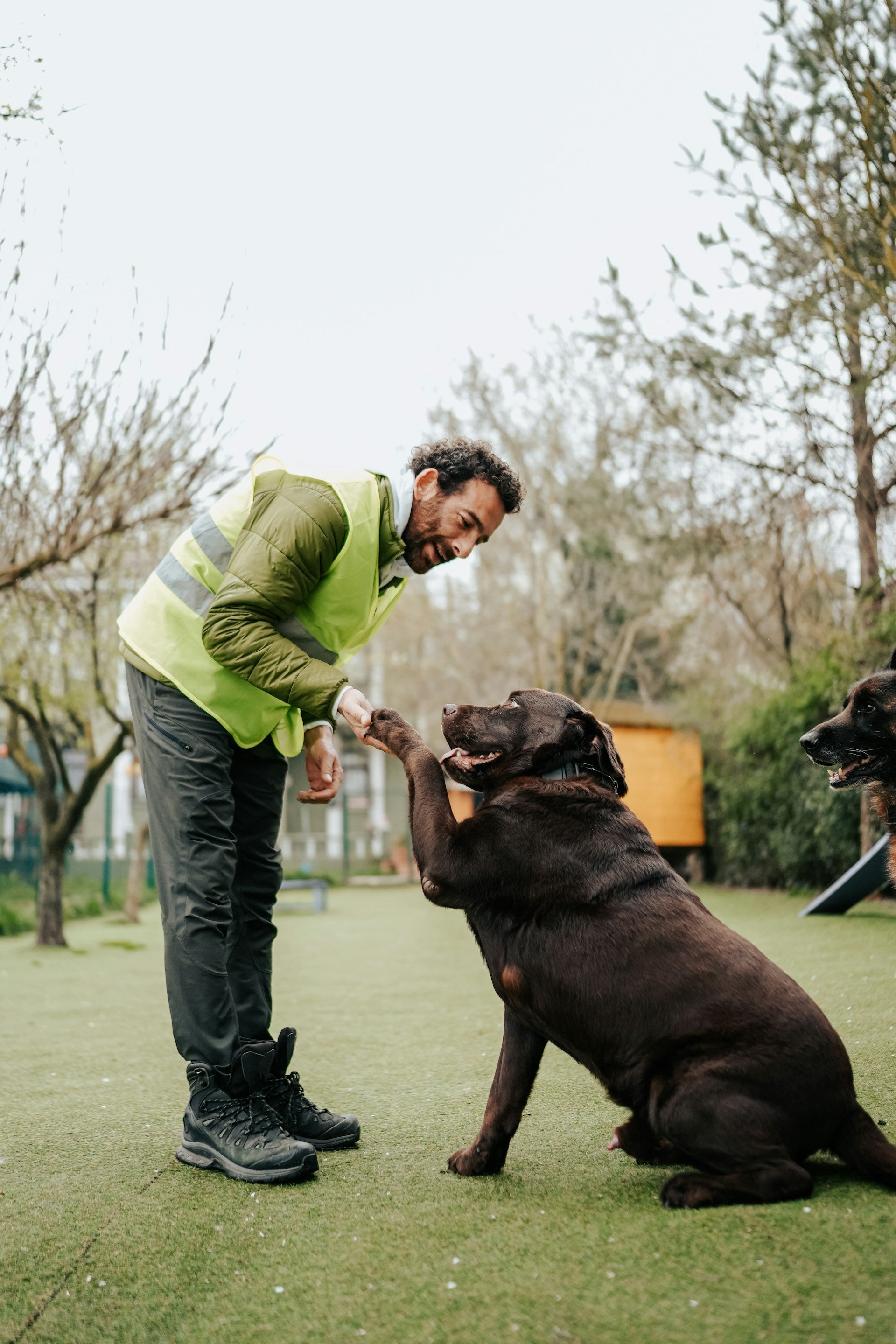 Dog Training