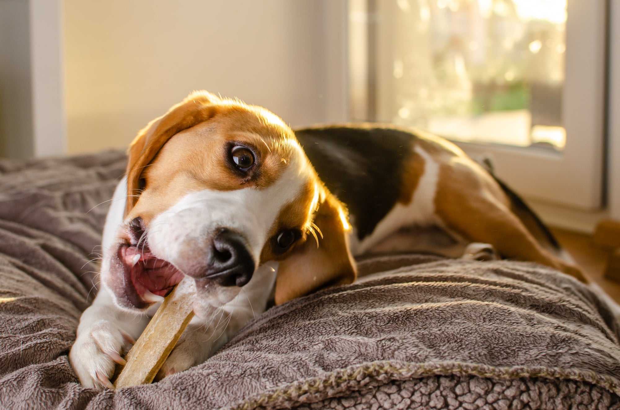 Best Dog Chews for Aggressive Chewers: What Really Works?