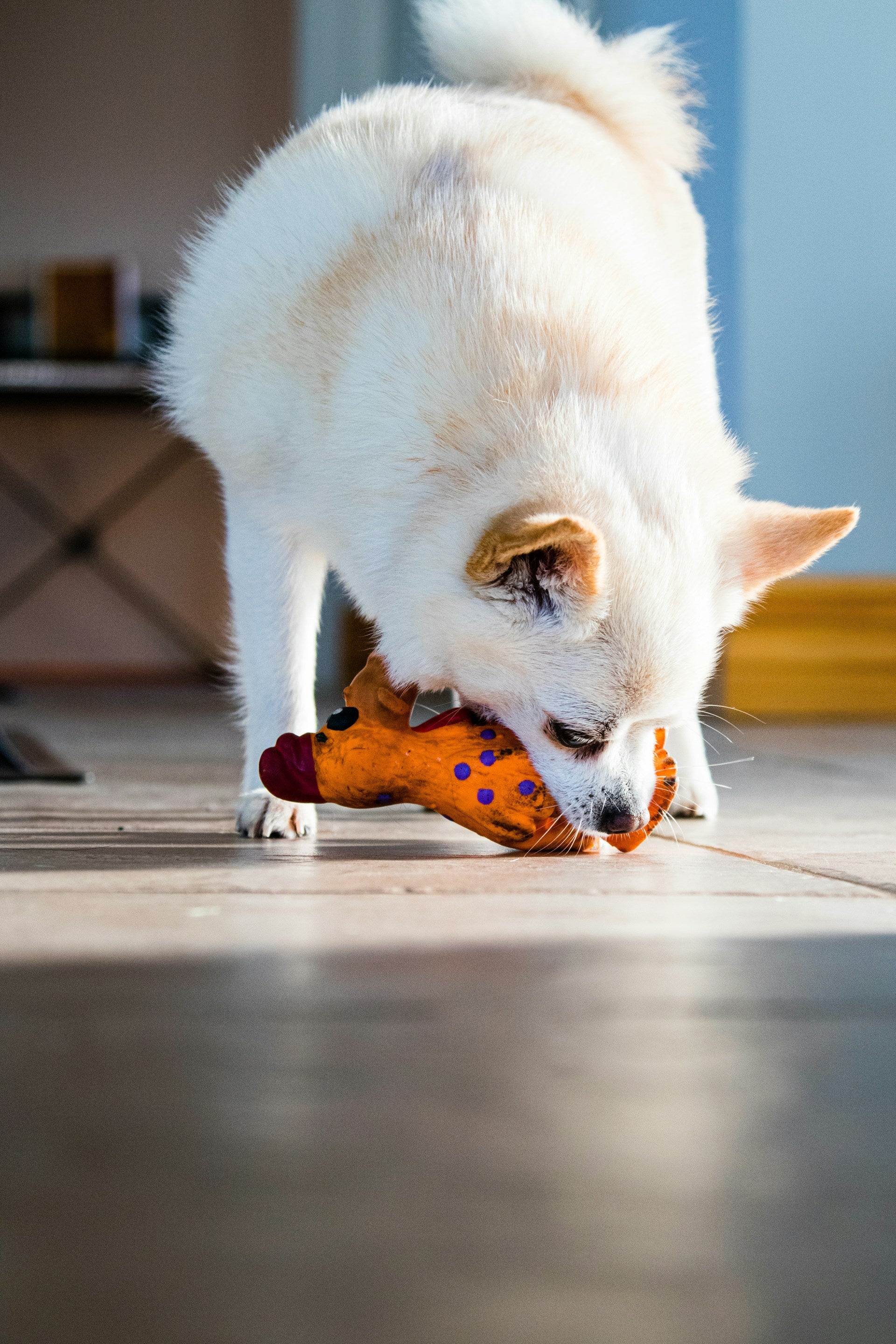 Ultimate Guide to Dog Chews (Safe, Natural & Long-Lasting Options)