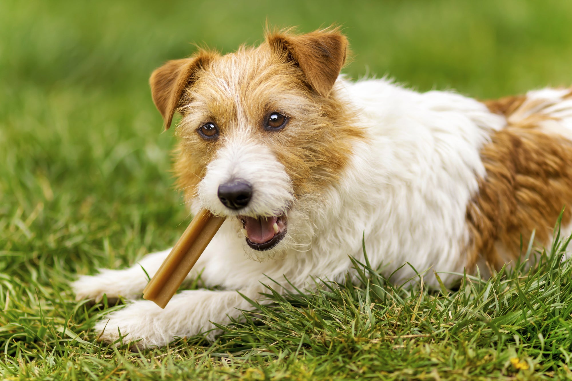 Signs Your Dog Needs a Heavy Chewer Box to Avoid Destruction