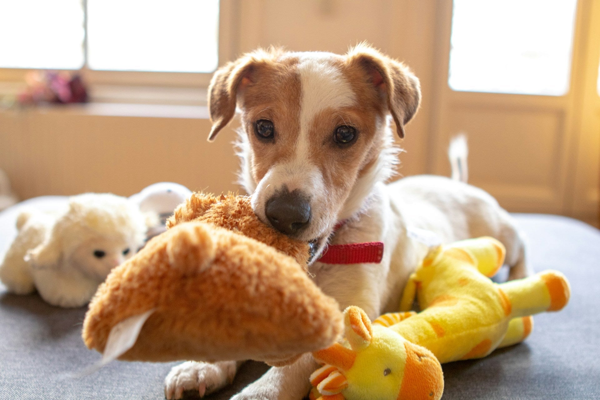 The Ultimate Guide to Teething Puppies: What to Give (and What to Avoid)