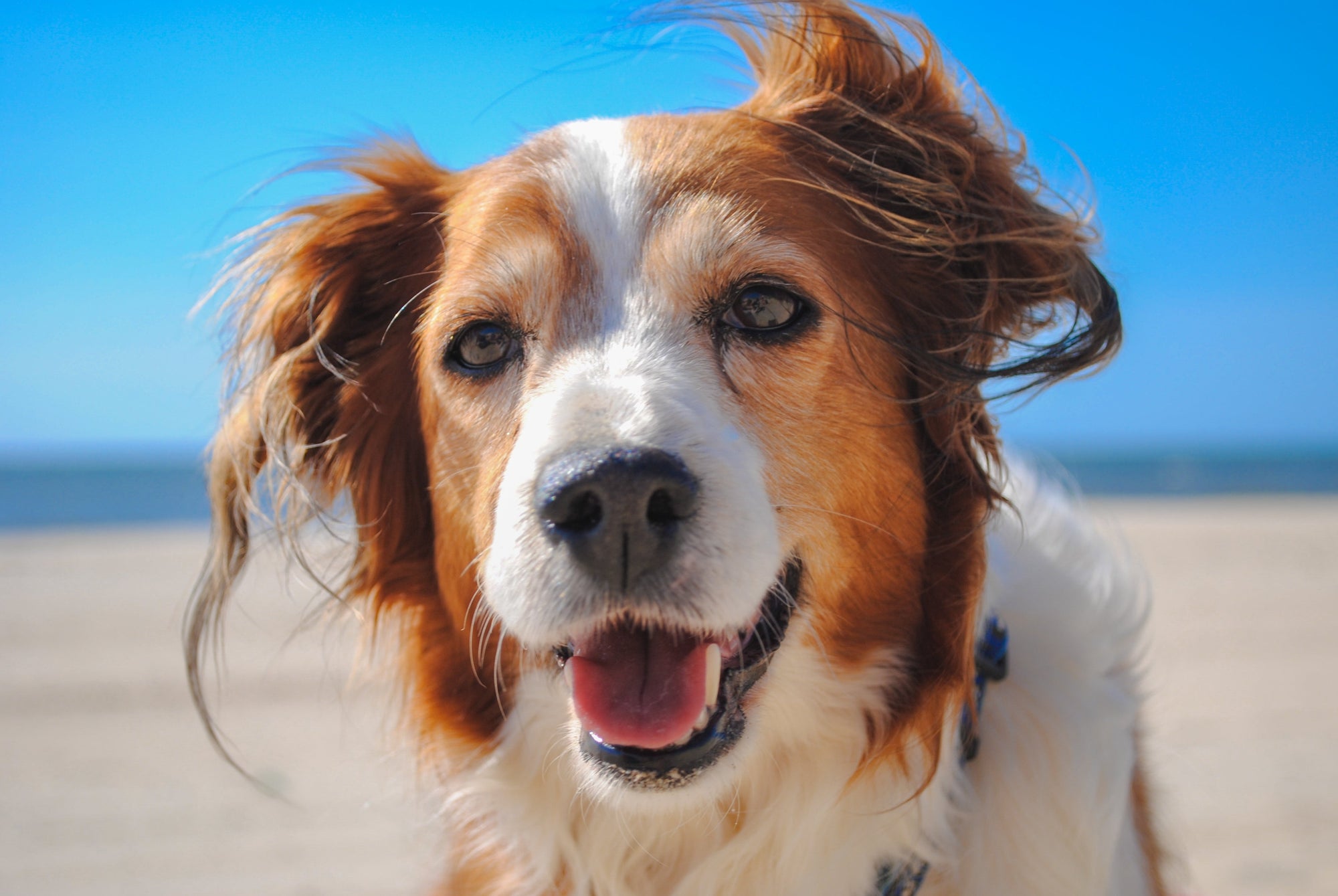 Effective Dog Training Techniques for a Happy & Well Behaved Pup
