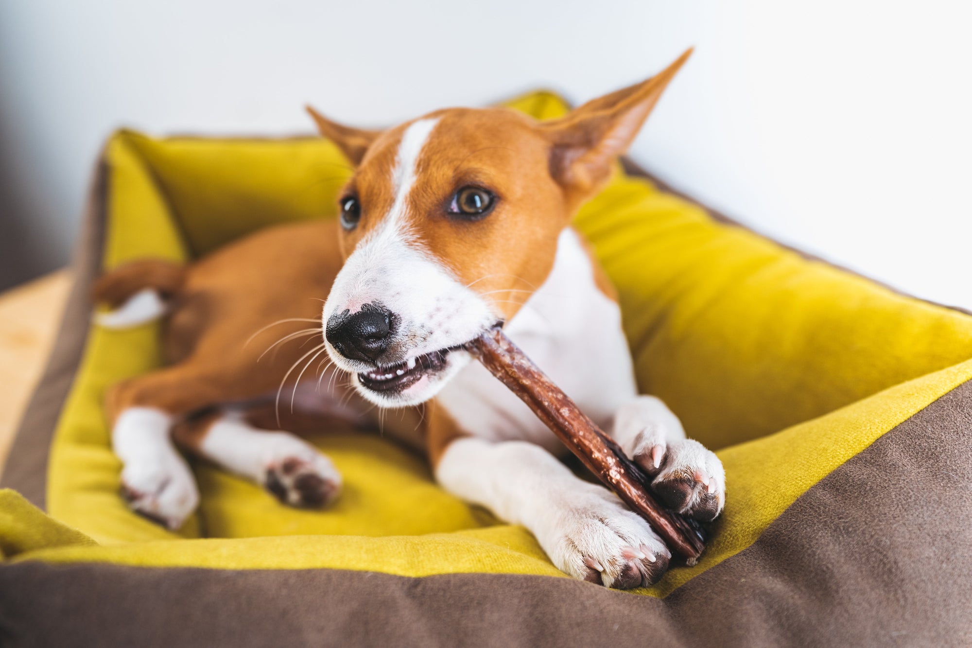 What to Do if Your Dog Isn't Interested in Their Treat Box