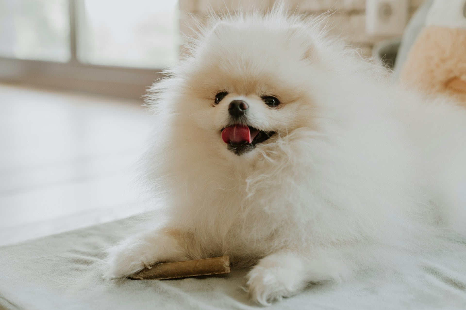 puppy teething treat